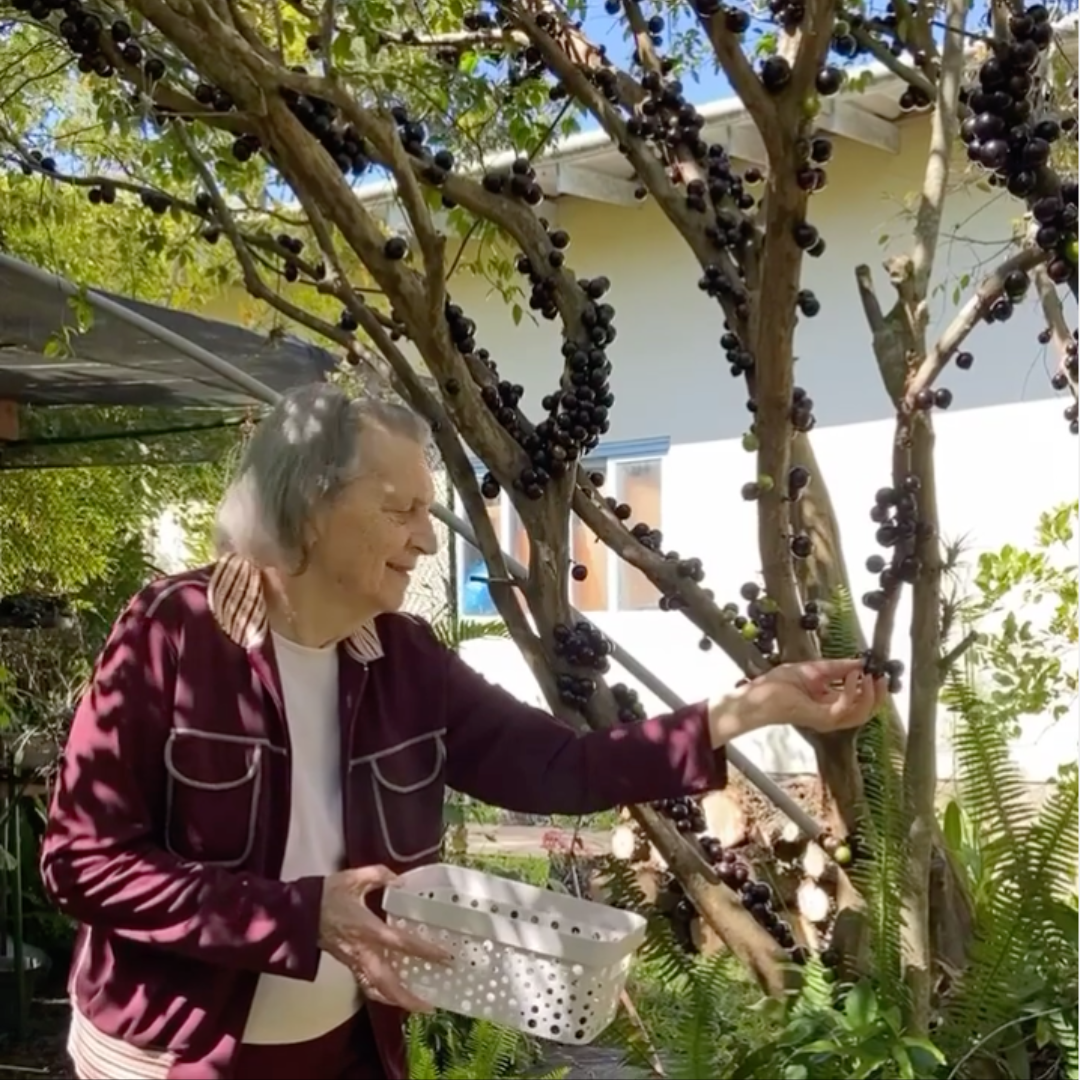 Senhora idosa colhendo jabuticabas da árvore